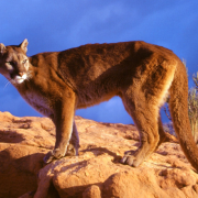 Mountain Lions are State’s Most Political Animals