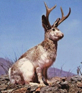 JACKALOPE